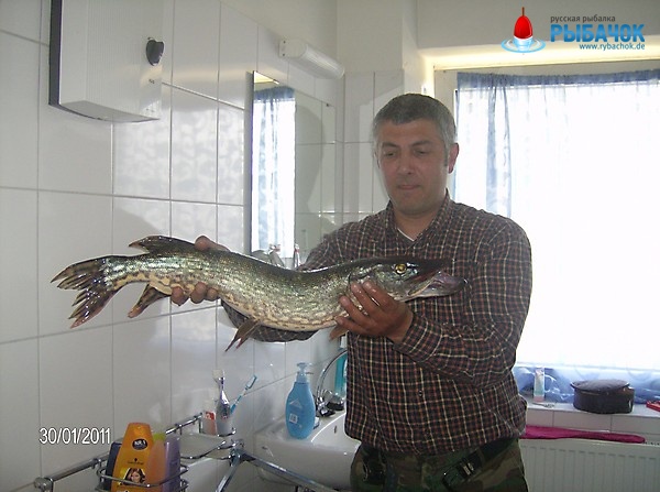 щука с Масса