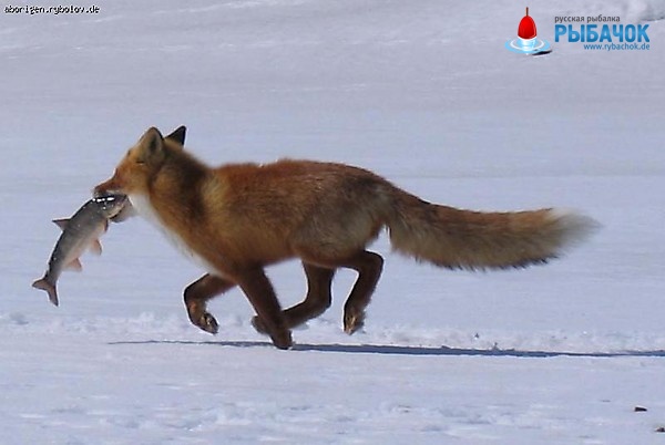 Храбрая лисичка